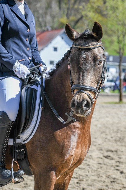 乐部的长期 乐部的长期